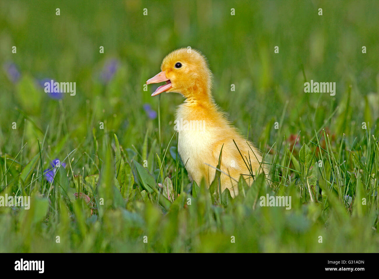 Duckling few days old, walking in grass with blue flowers Stock Photo