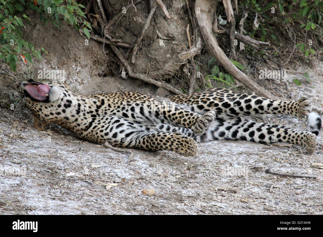 lazy leopard yawning, Kenya, Africa Stock Photo