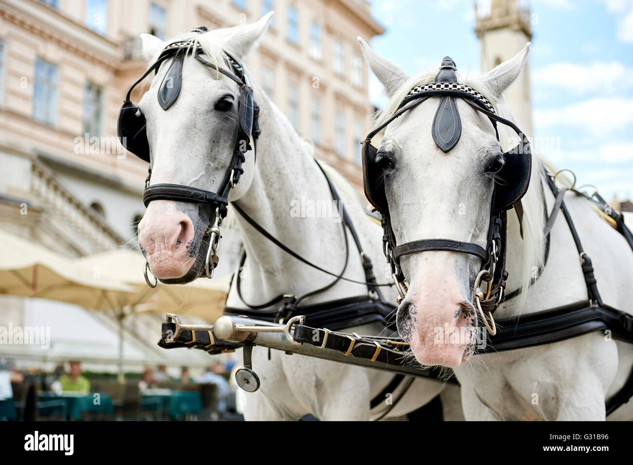 Royal horse drawn carriage hi-res stock photography and images - Alamy