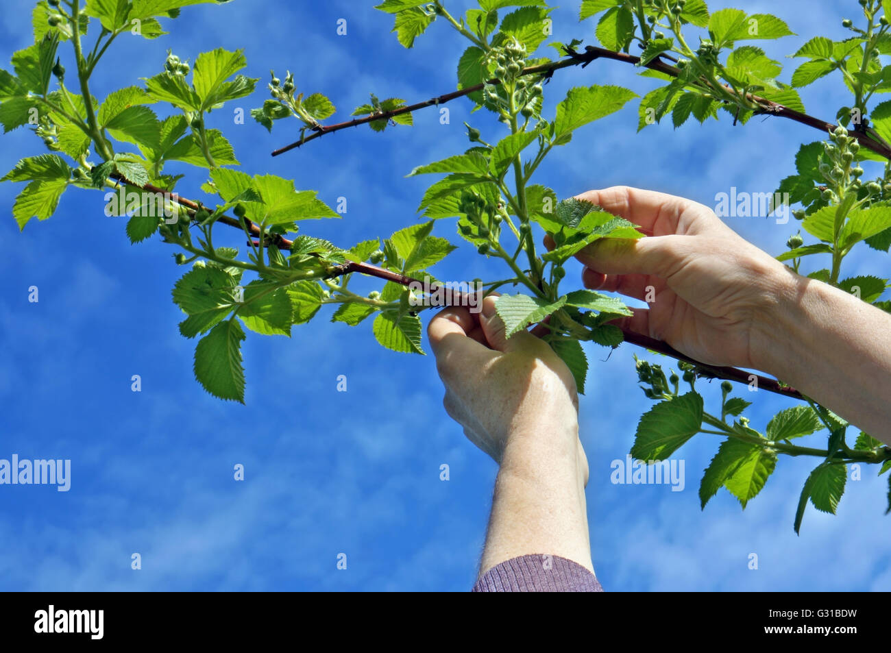 Calloused working hands of the farmer carefully caress gentle spring branches of garden blackberry against the blue sky Stock Photo