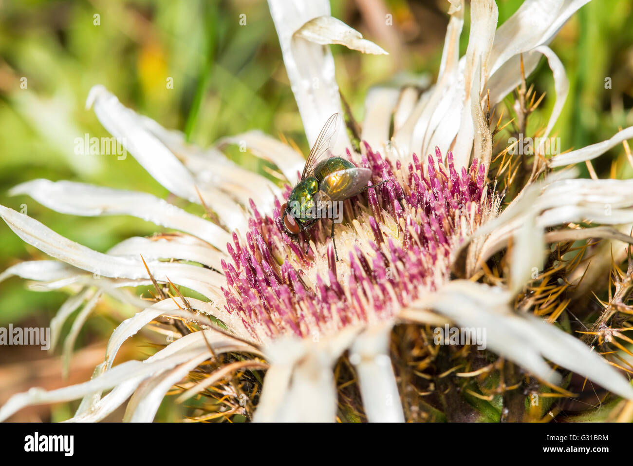Common green bottle fly, Lucilia sericata, gathering pollen from a spiny plumeless thistle flower. Adults feed opportunistically Stock Photo