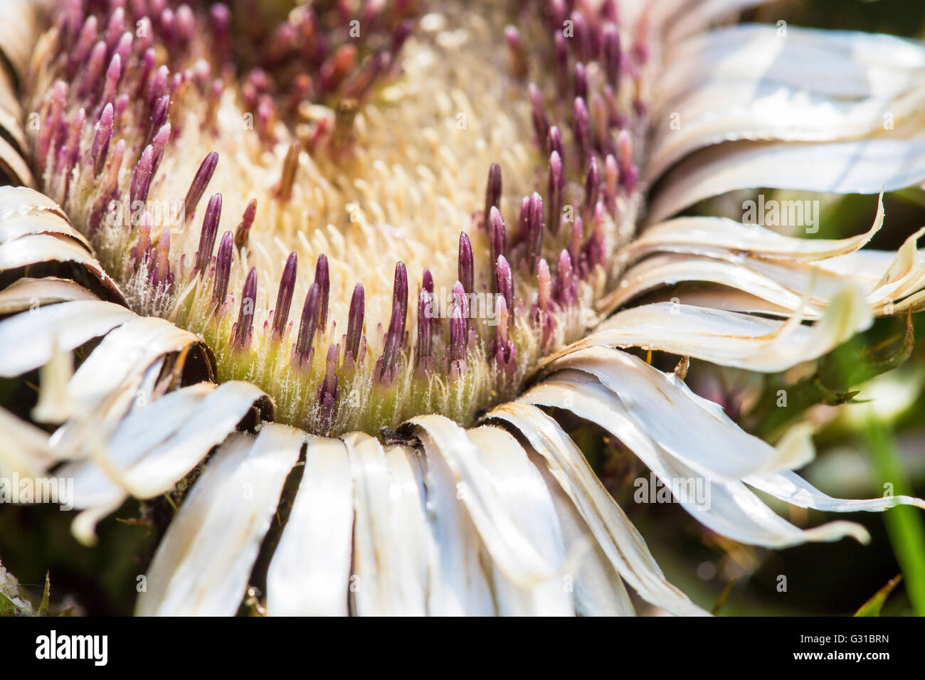 Closeup of a flower head of a plumeless thistles, Carduus acanthoides, with seeds ripening Stock Photo