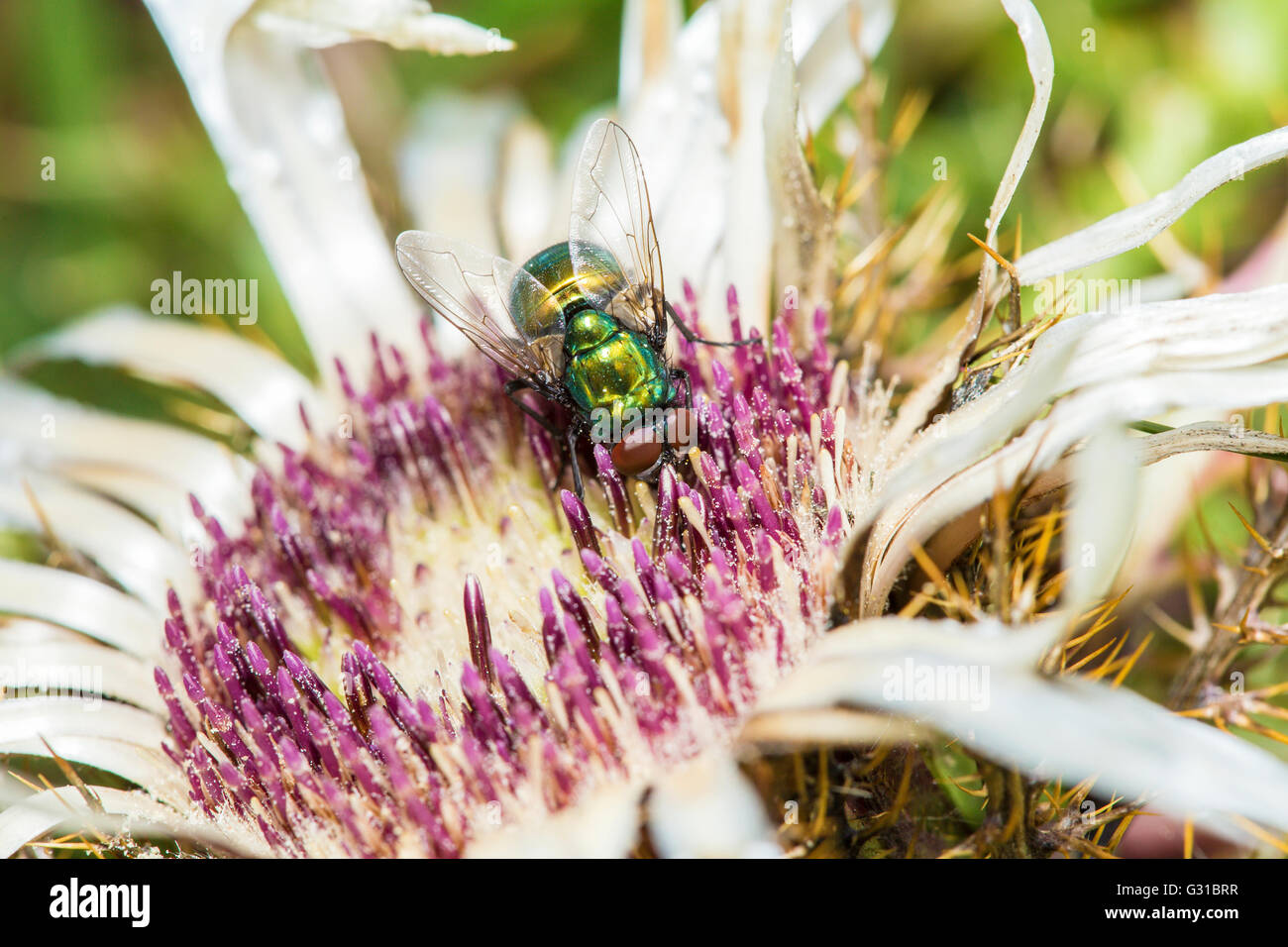 Common green bottle fly, Lucilia sericata, collecting pollen from a welted thistle flower. While larvae are necrophagous, adults Stock Photo
