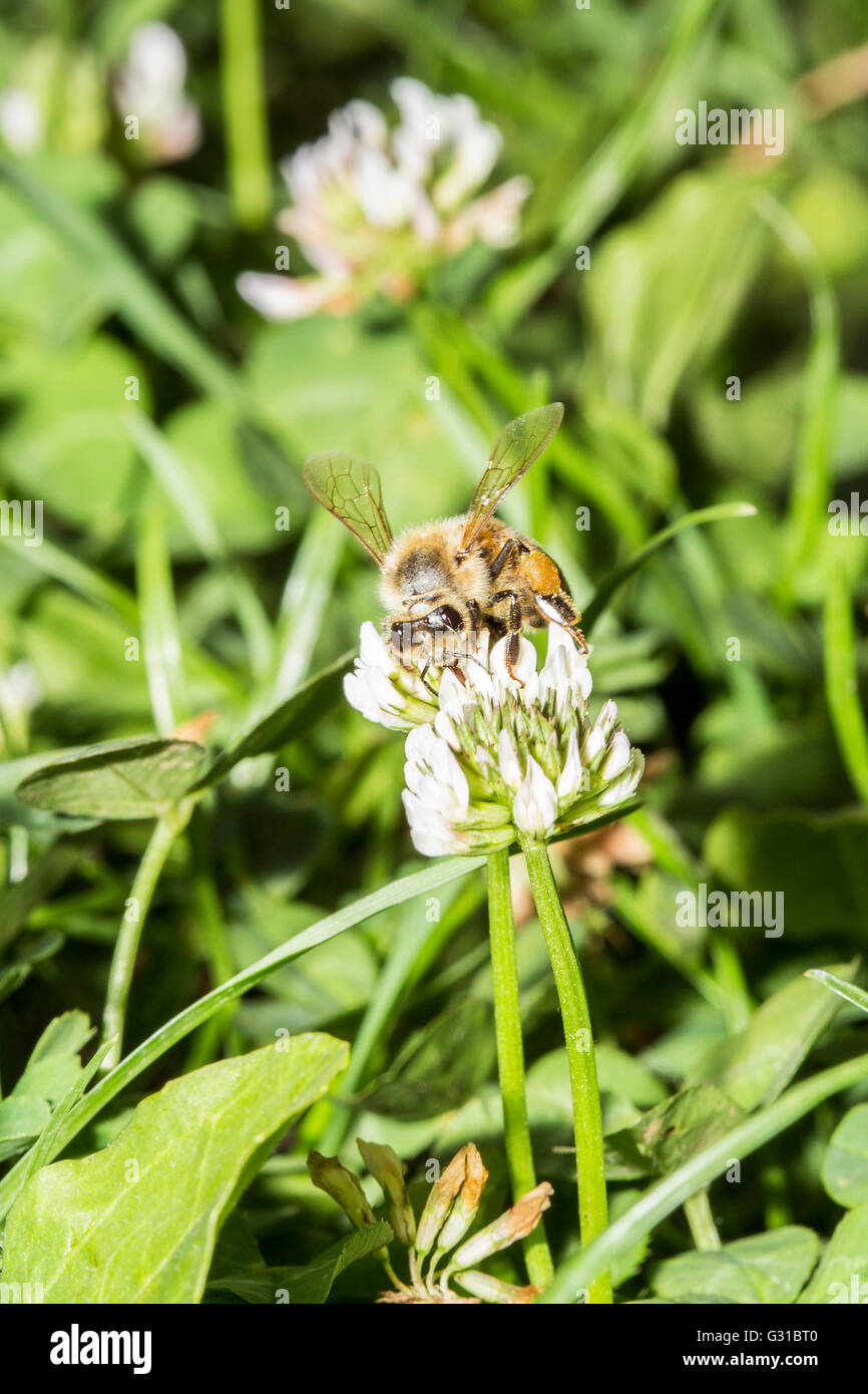 European honeybee, Apis mellifera, collecting pollen from a trefoil flower Stock Photo