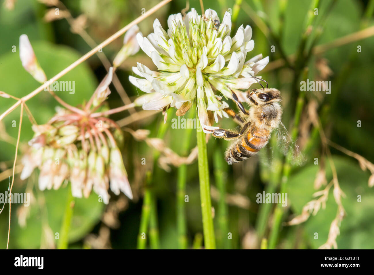 European honeybee, Apis mellifera, gathering pollen from a trefoil flower Stock Photo
