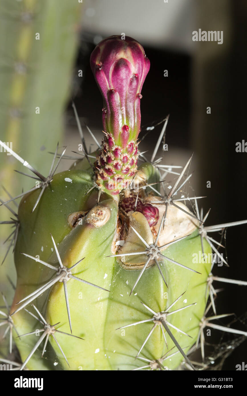Closeup view of the flower of a Stenocereus pruinosus succulent plant, a specie of columnar tree-like cactus Stock Photo