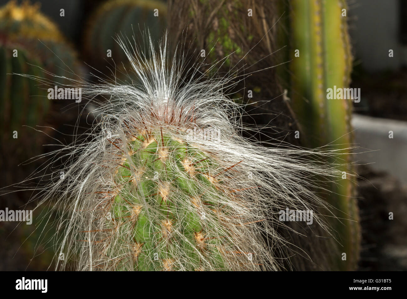 Closeup of the top of a Oreocereus celsianus succulent plant, known as old man of the mountain for the typical fluffy white hair Stock Photo