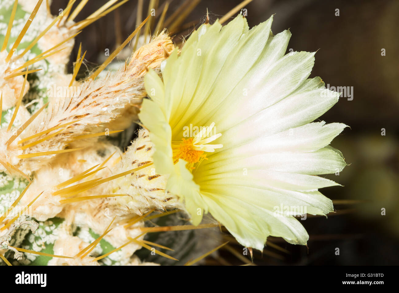 Bearing pale yellow flower of a Parodia magnifica succulent plant, Eriocactus magnificus, blossoming in summer Stock Photo