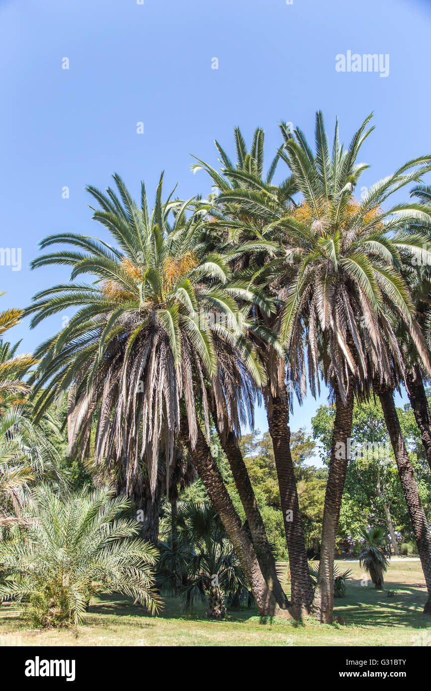 Exotic palm trees in park against of blue sky in sunlight Stock Photo