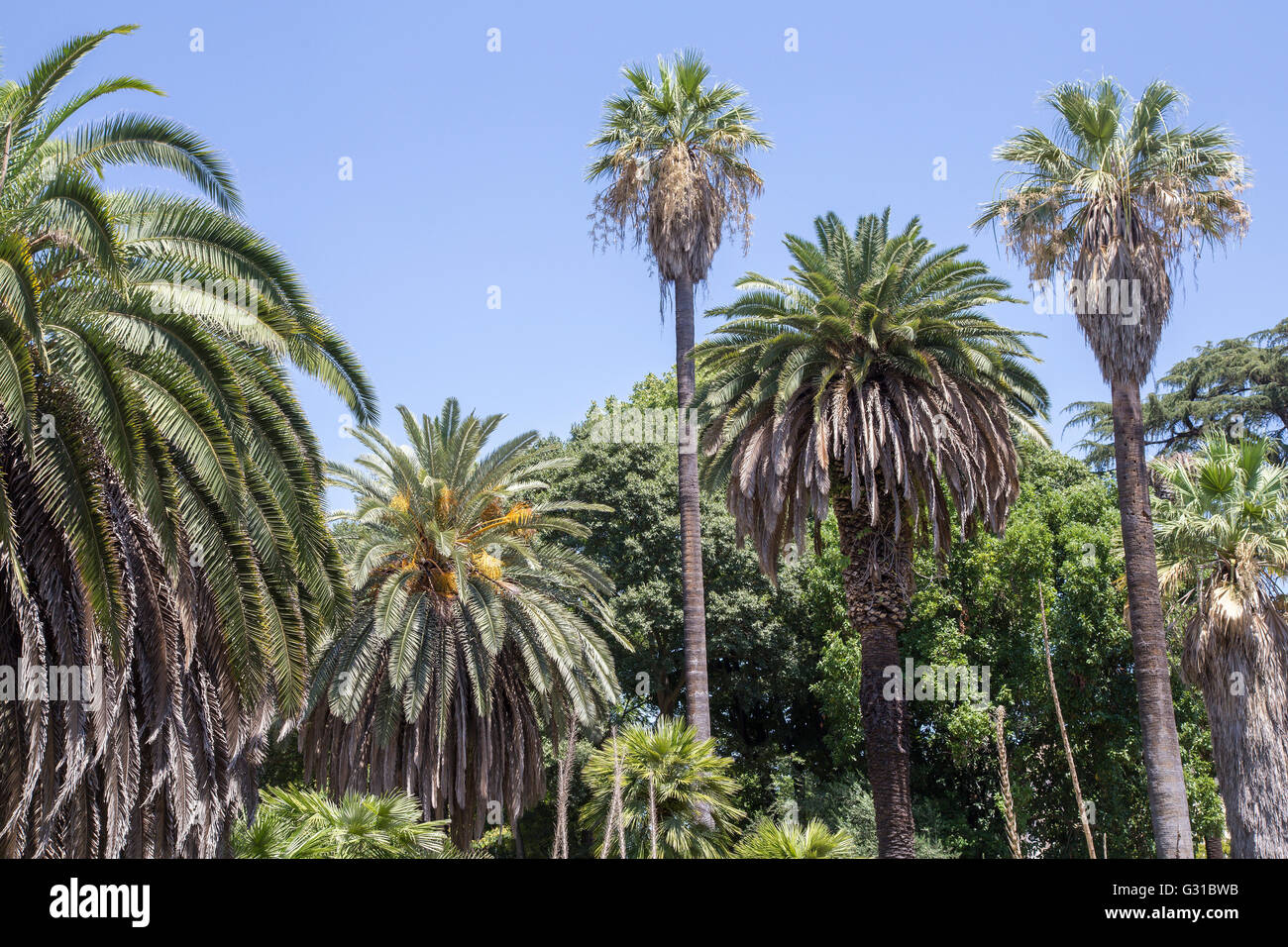 A forest of palm trees in a tropical garden Stock Photo