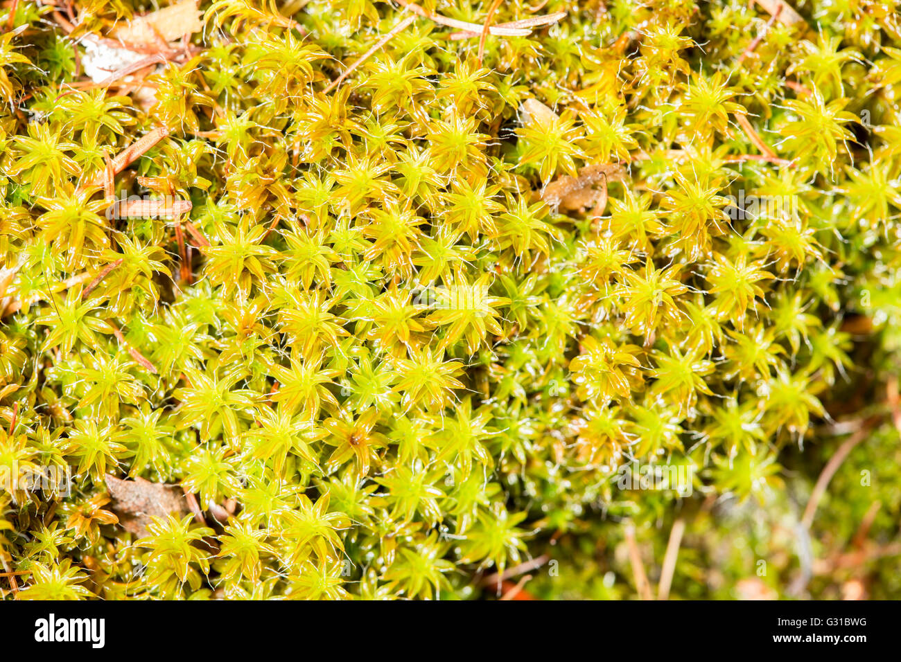 Moss green background hi-res stock photography and images - Alamy