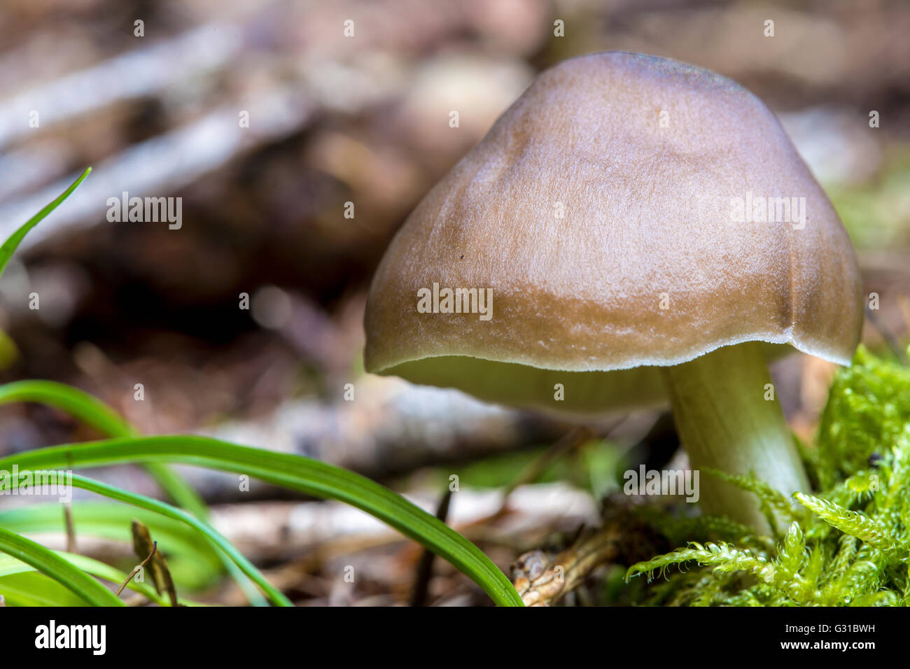 Closeup view of a small mushroom in grass of underwood Stock Photo