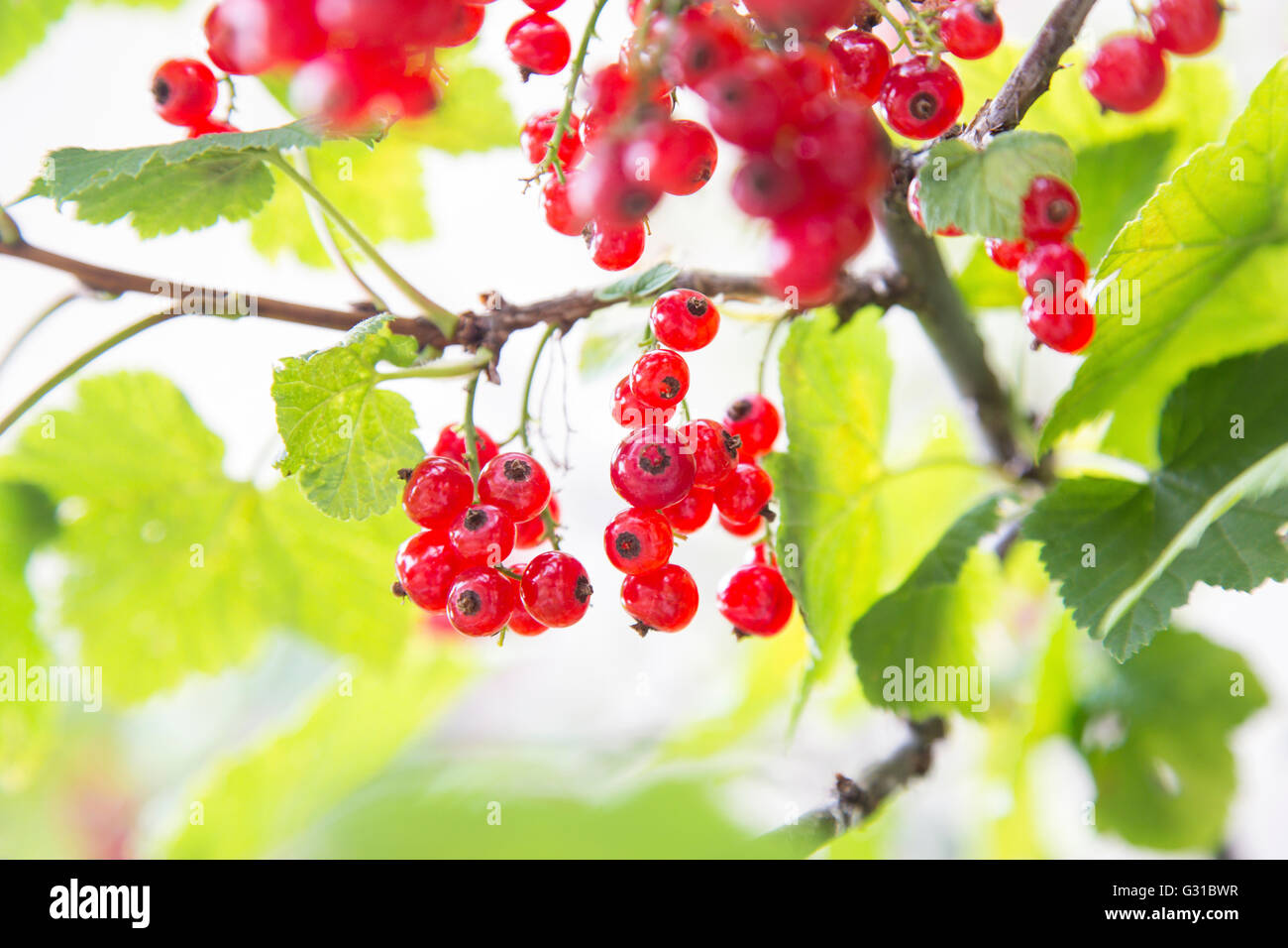 Close-up of delicious ripe redcurrant berries on tree branch Stock Photo