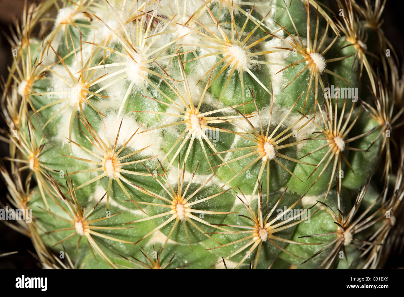 Closeup view of a Coryphantha pallida succulent plant known as beehive cactus Stock Photo