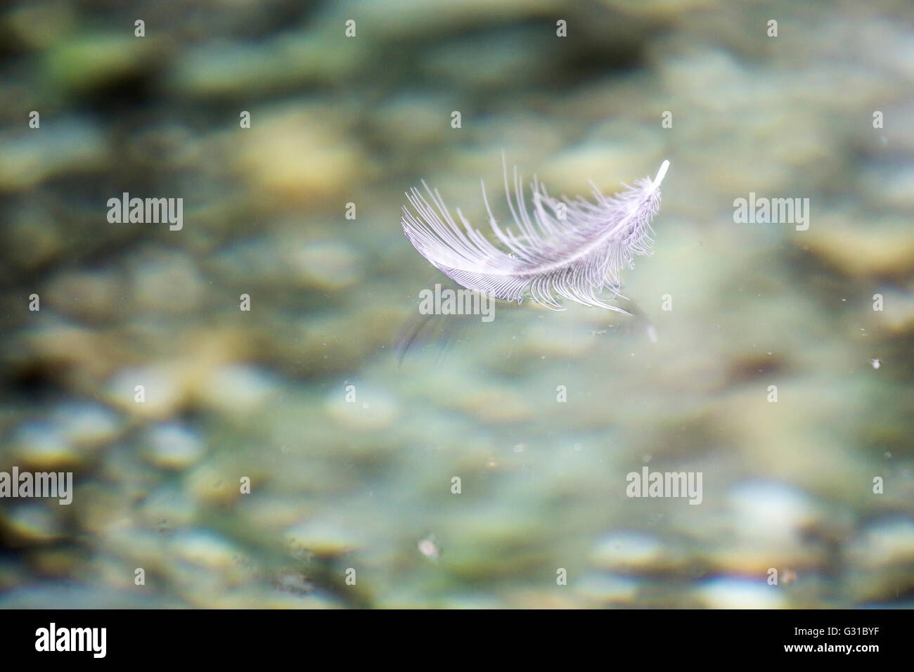 Weightless white feather floating on the water surface Stock Photo
