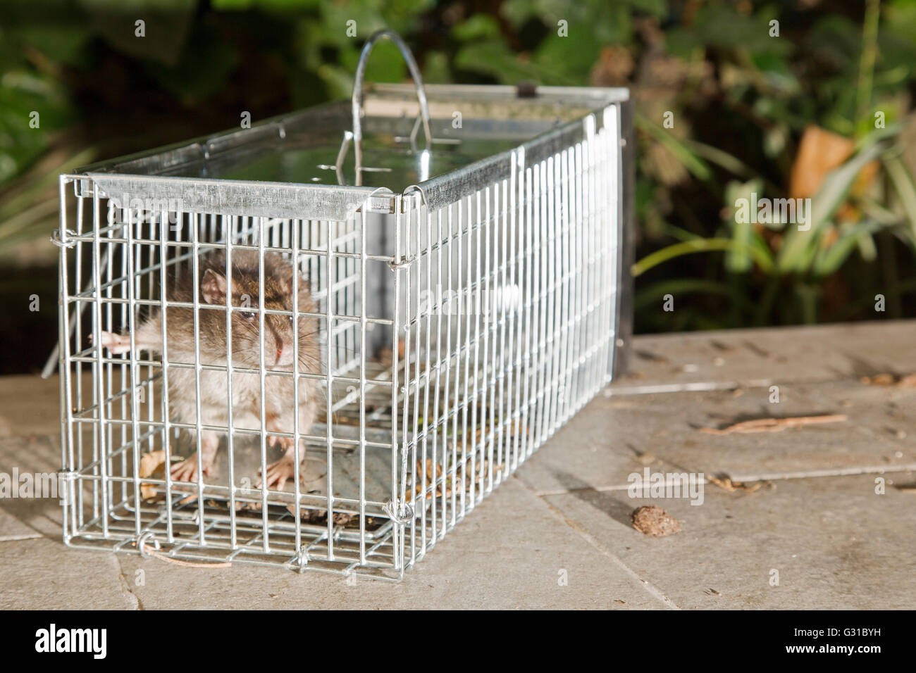 Closeup of a grey rat trapped in a metal cage Stock Photo