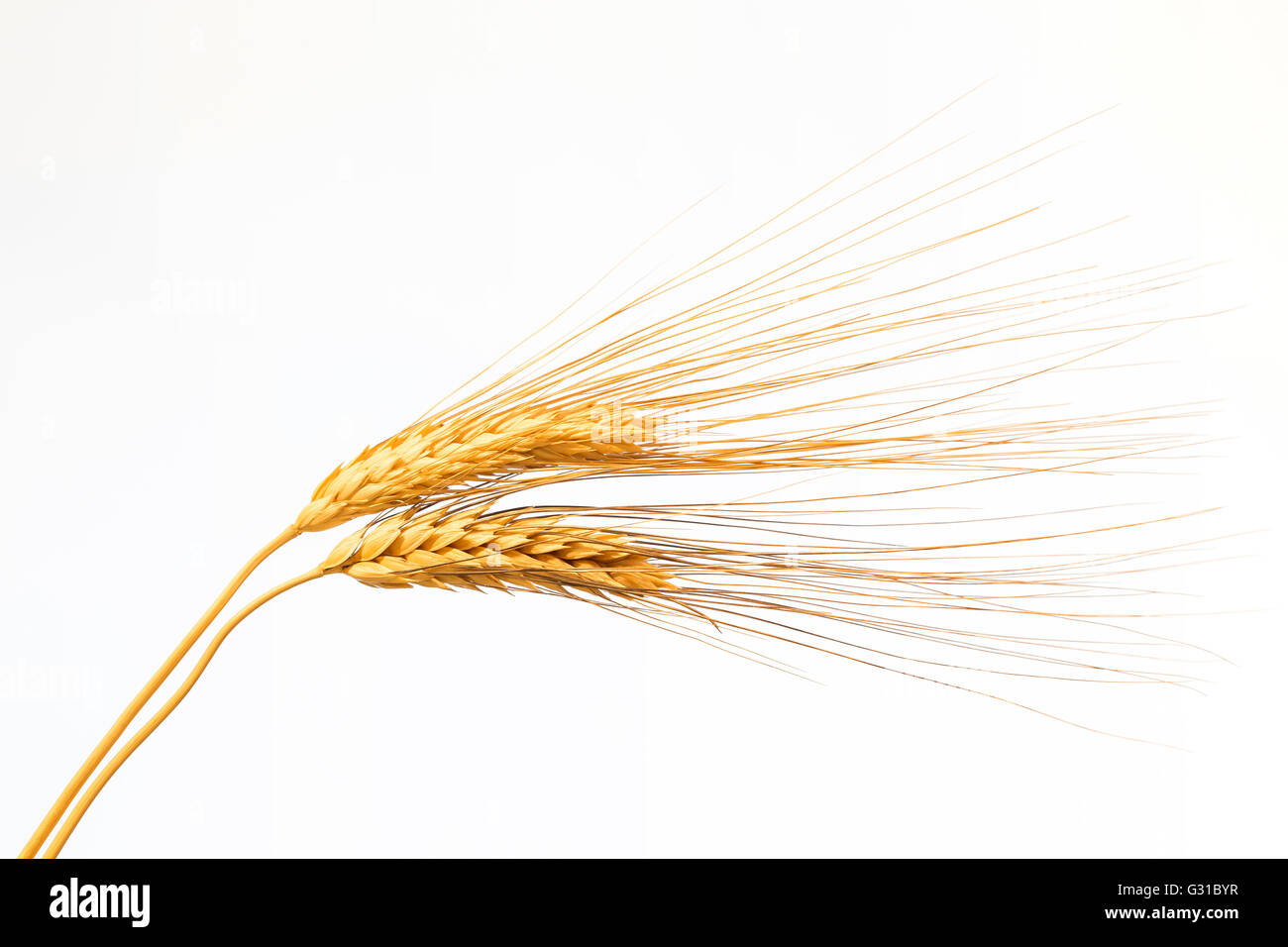 Close-up of two isolated golden ears of wheat on white background Stock Photo