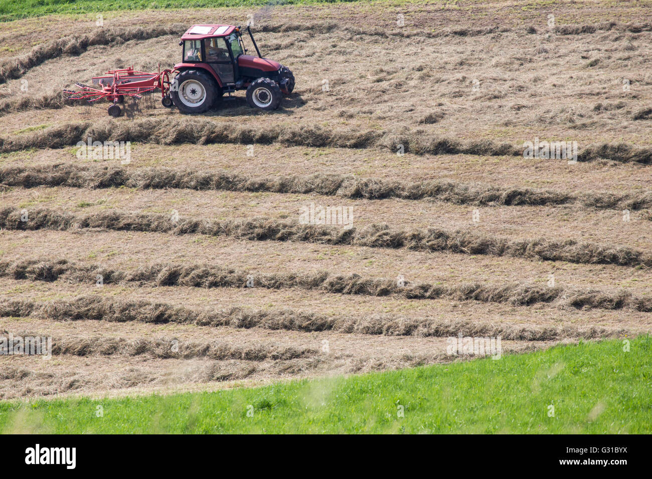A thrashing machine at work on a field. Thresher are used for the separation of grain from stalks and husks Stock Photo
