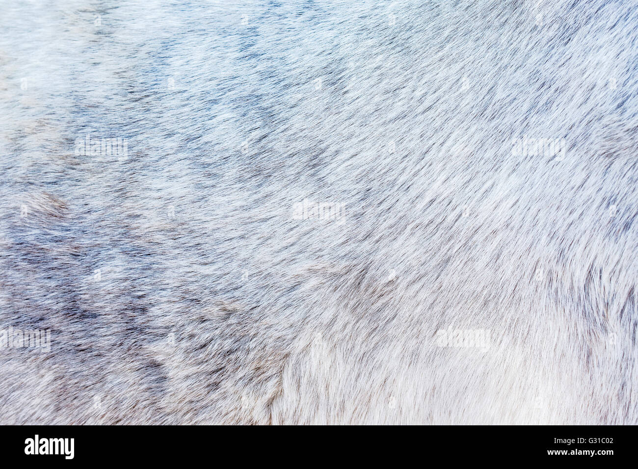Background of the grey fur of a horse Stock Photo