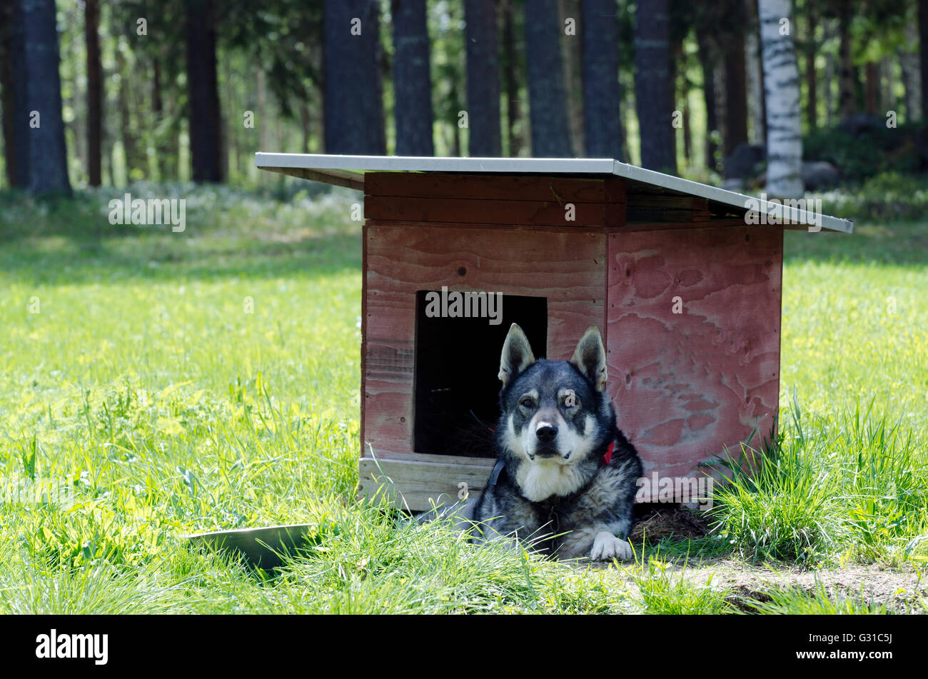 Swedish Moose hunting dog (jämthund) (Canis lupus familiaris) lying down in front of his dog house, picture from the North of Sw Stock Photo