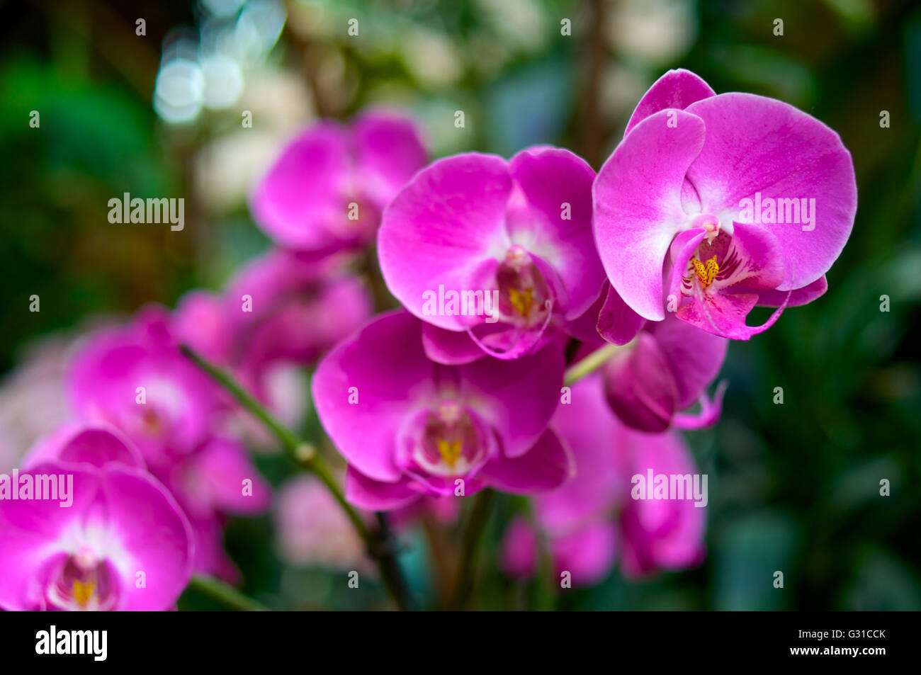 Pink orchids in outdoor hi-res stock photography and images - Alamy