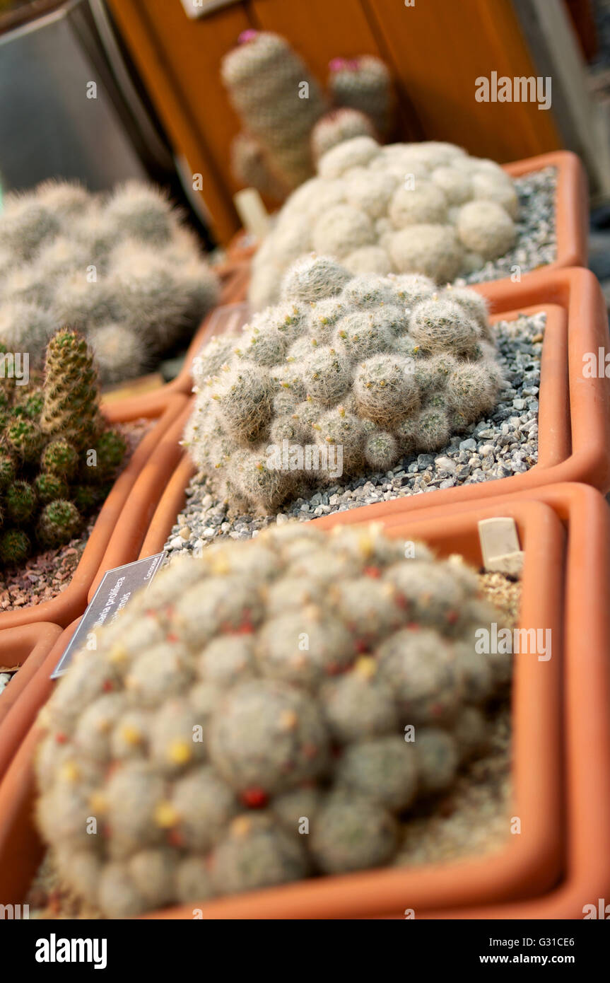 Three green cacti close hi-res stock photography and images - Alamy
