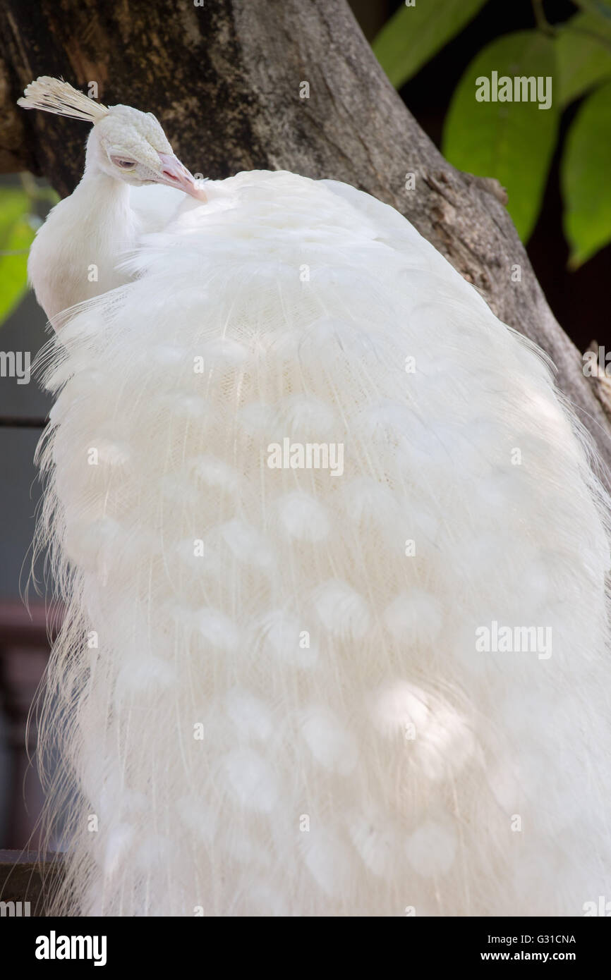 White Peacock cleaning feather Stock Photo Alamy