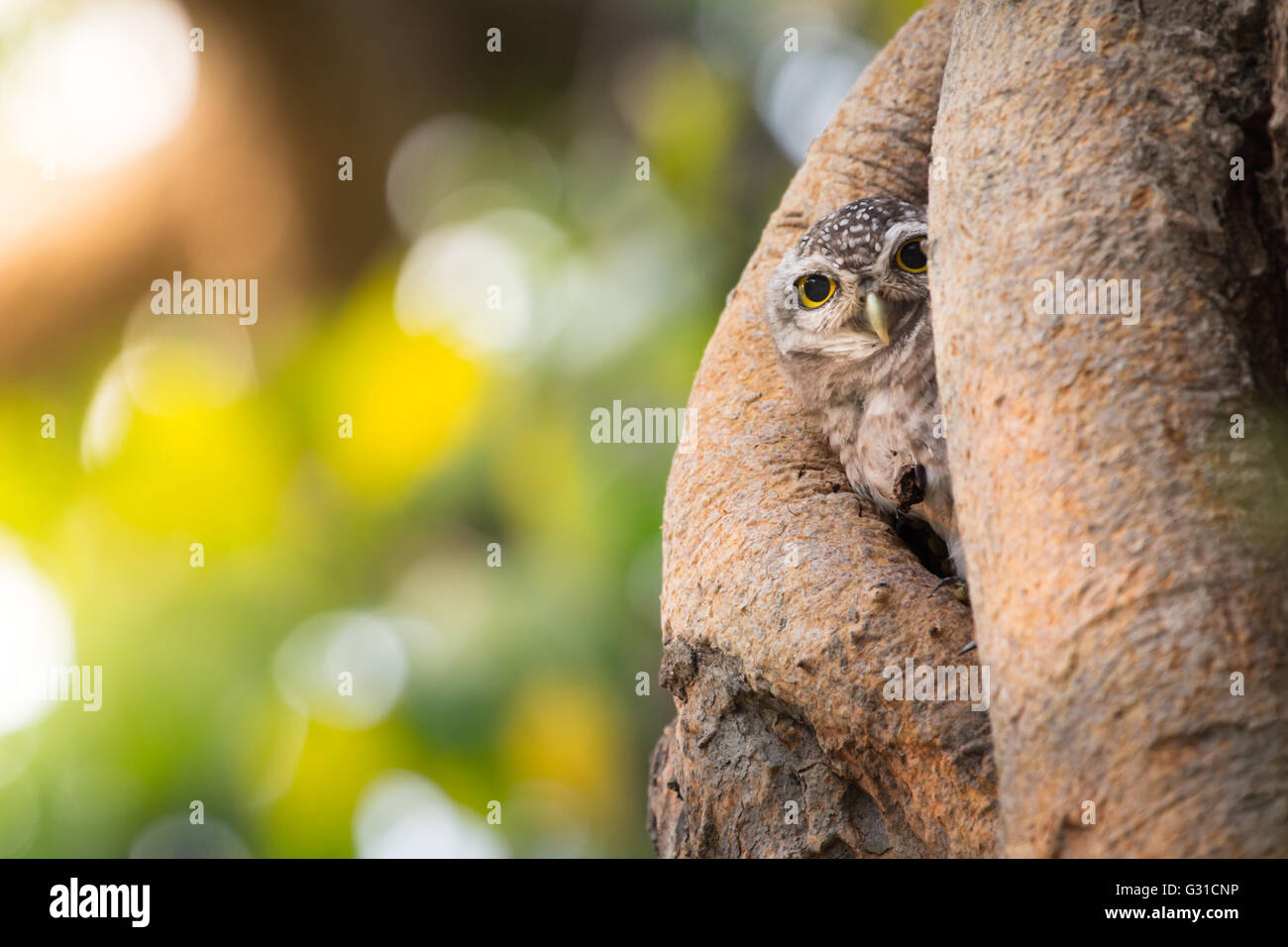 Spotted owlet , Athene brama , live in their home hollow tree nature Stock Photo