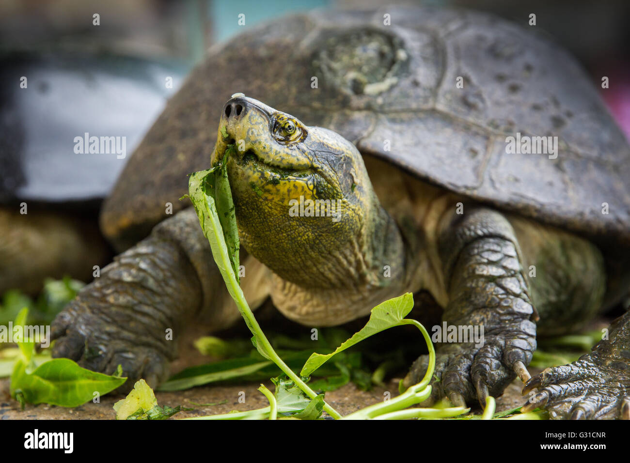Turtle eating morning glory Stock Photo Alamy