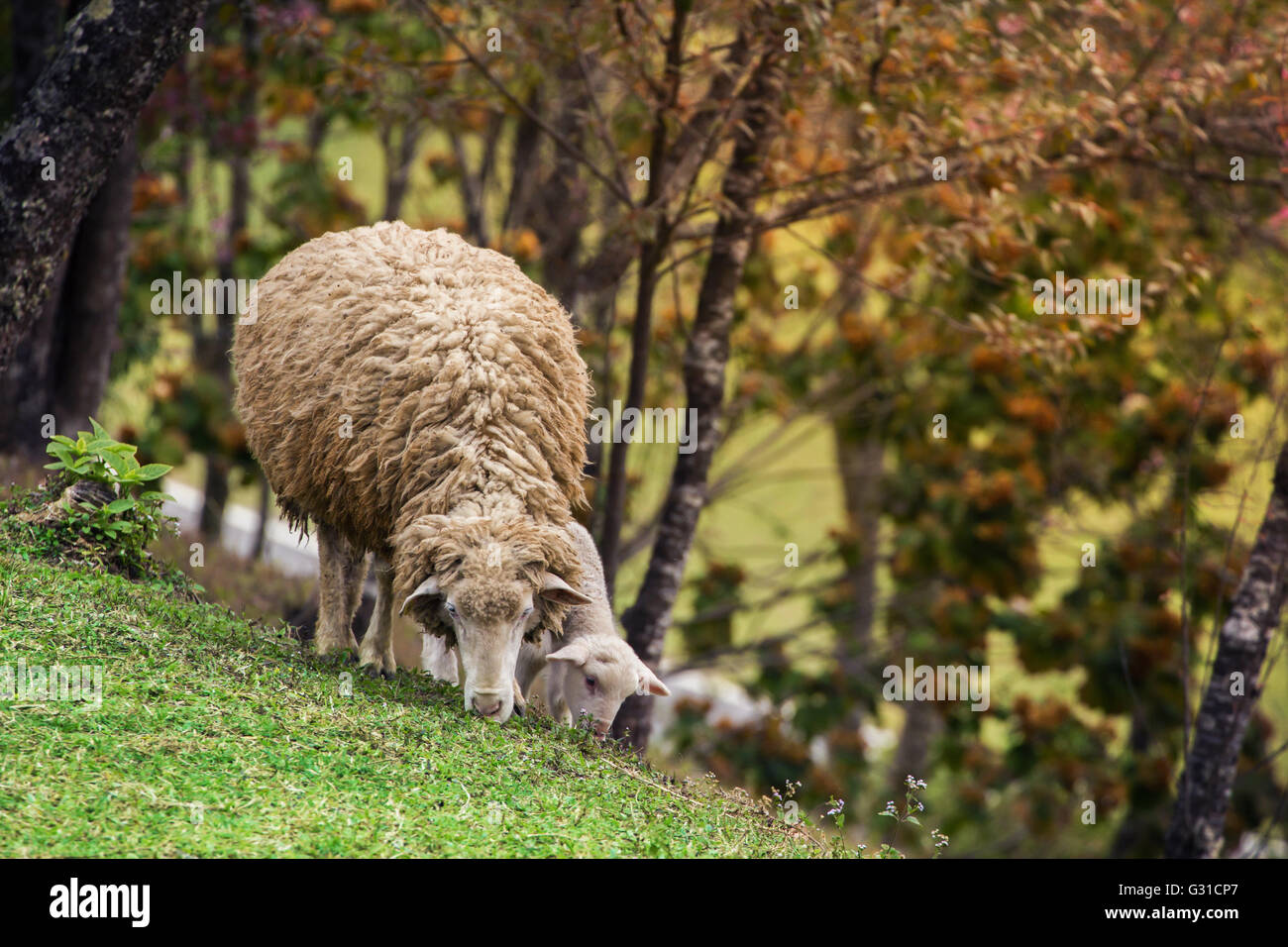 Mother and Lamb sheep walking on grass field Stock Photo - Alamy