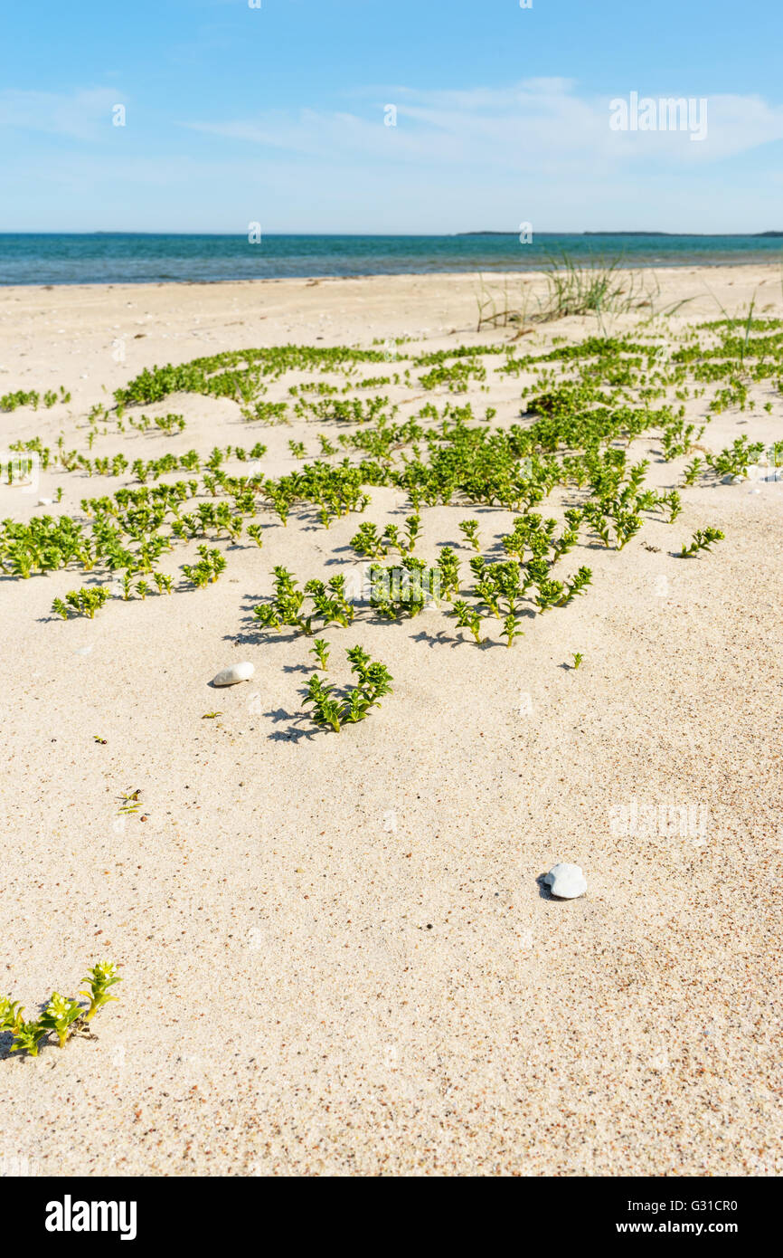 Blurred sandy background hi-res stock photography and images - Alamy
