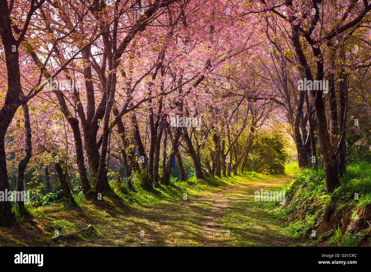 cherry blossom pink sakura in Thailand with colorful leaves and a footpath leading into the scene Stock Photo