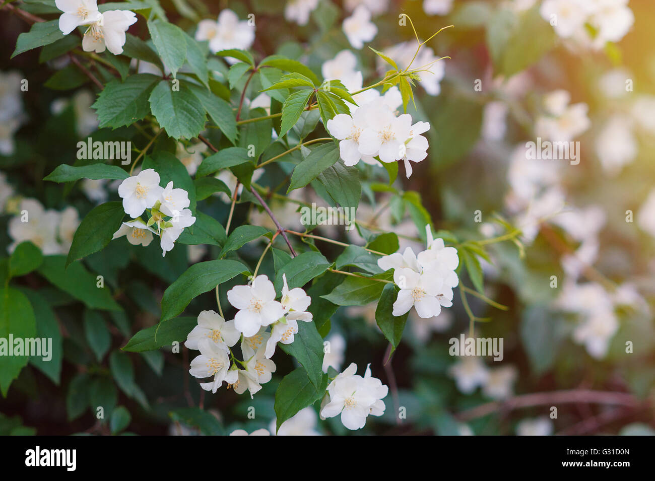 White jasmine flowers on a tree in the park Stock Photo