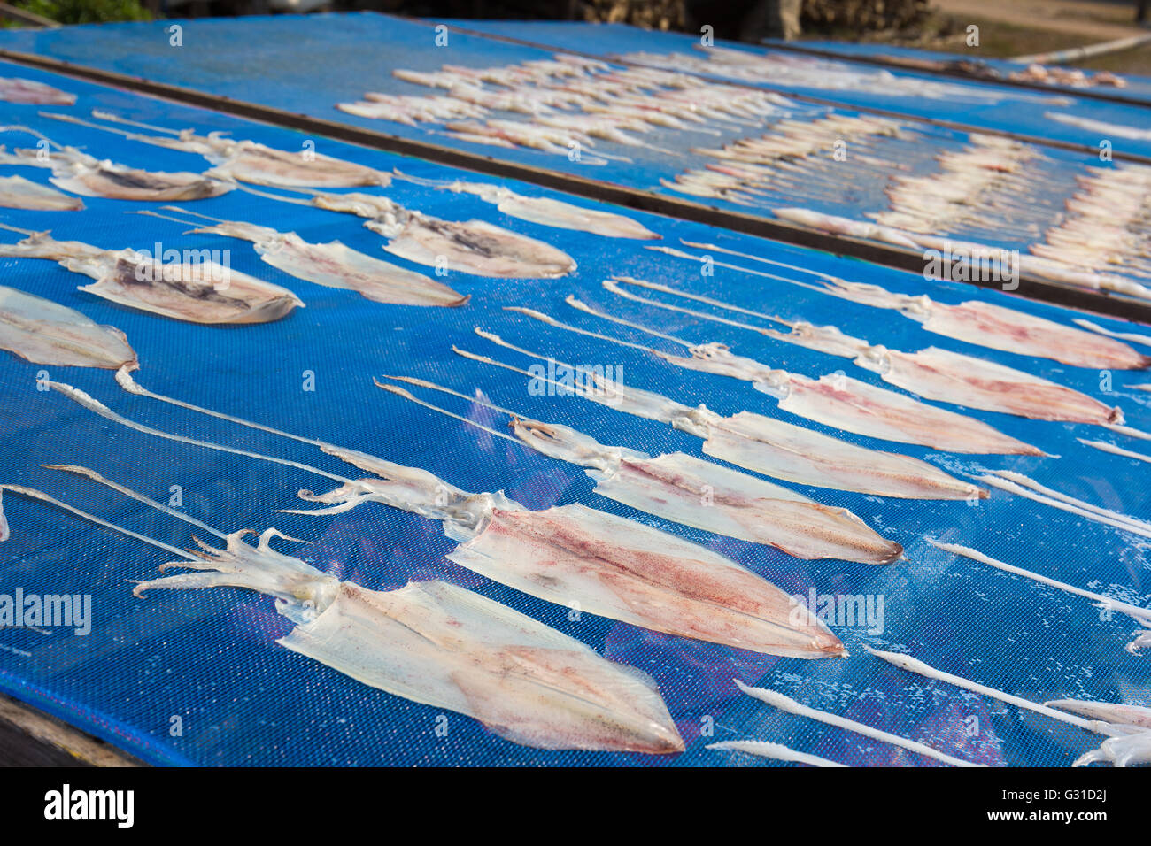 Sun Dried Squid under the sunlight in Chanthaburi province, Thailand
