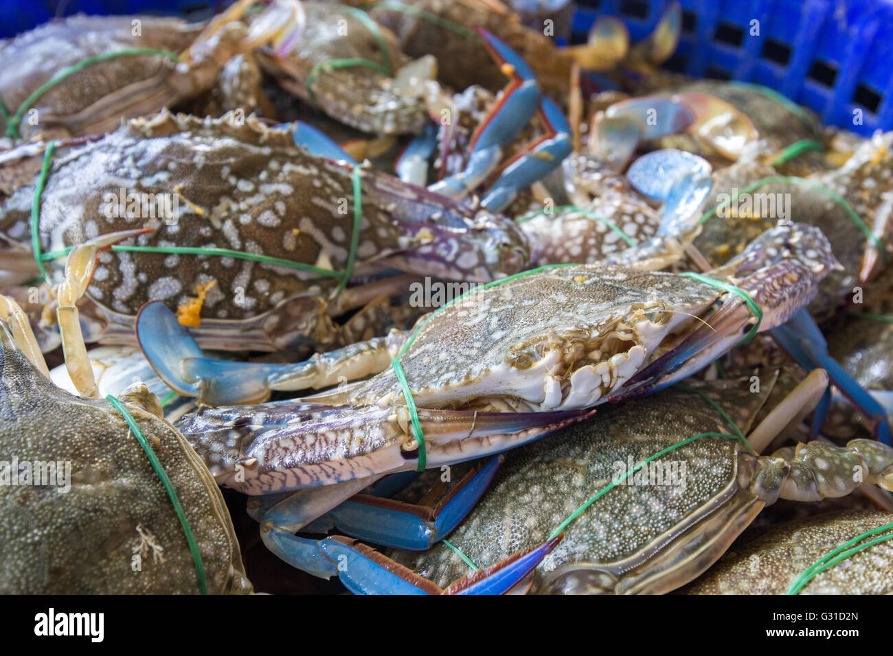 Crab is catched in the basket Stock Photo