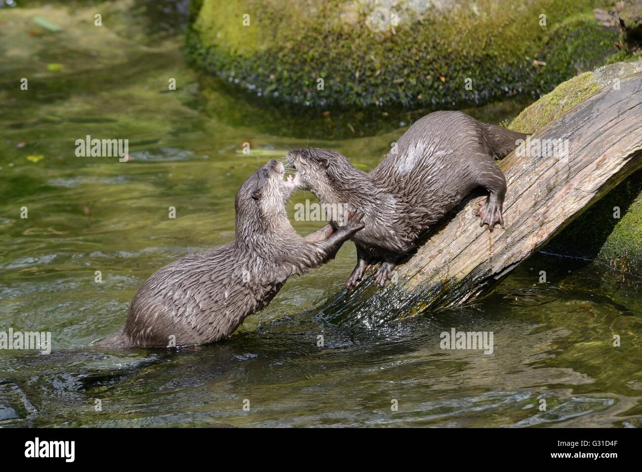 Two Asian short-clawed ottera (Aonyx cinerea) play-fighting, Cornish Seal Sanctuary, Gweek, Cornwall, UK, April. Stock Photo