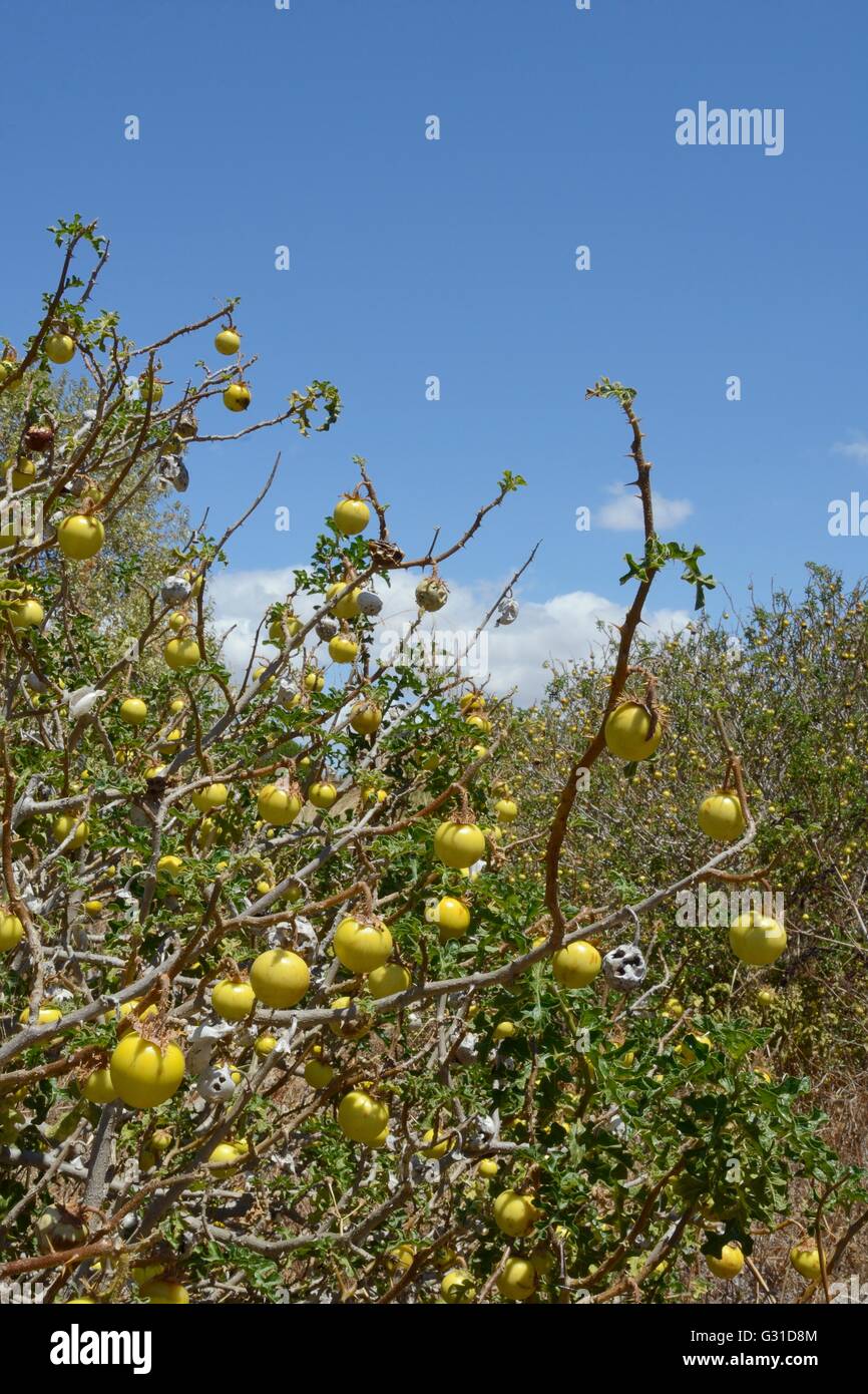 Apple of Sodom / Devil's apple / Devil's tomato  (Solanum linnaeanum / sodomaeum) an invasive South African species, Portugal. Stock Photo