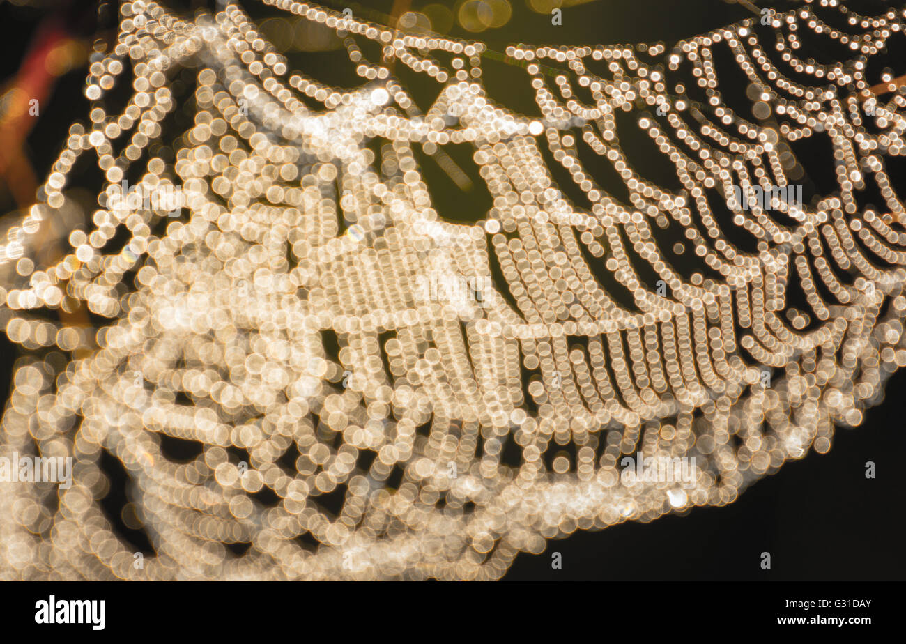 spider web and dew drop close-up, blur bokeh Stock Photo