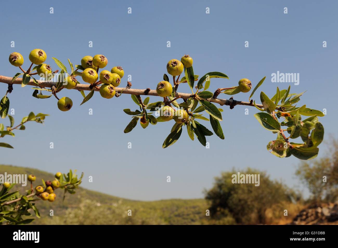Wild pear (Pyrus pyraster) fruits ripening on a branch, Argolis, Peloponnese, Greece, August. Stock Photo