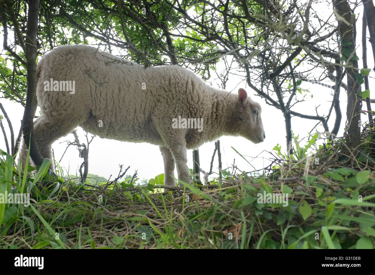 A sheep standing in hedgerow in Cornwall, UK Stock Photo