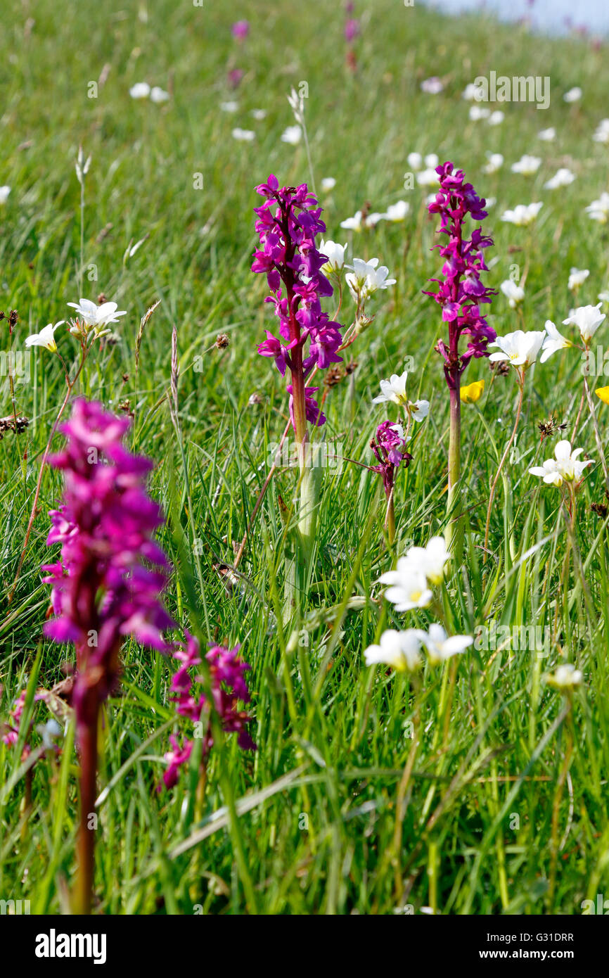 Early purple orchids, Cressbrook Dale, Peak District National Park, Derbyshire, England, UK. Stock Photo