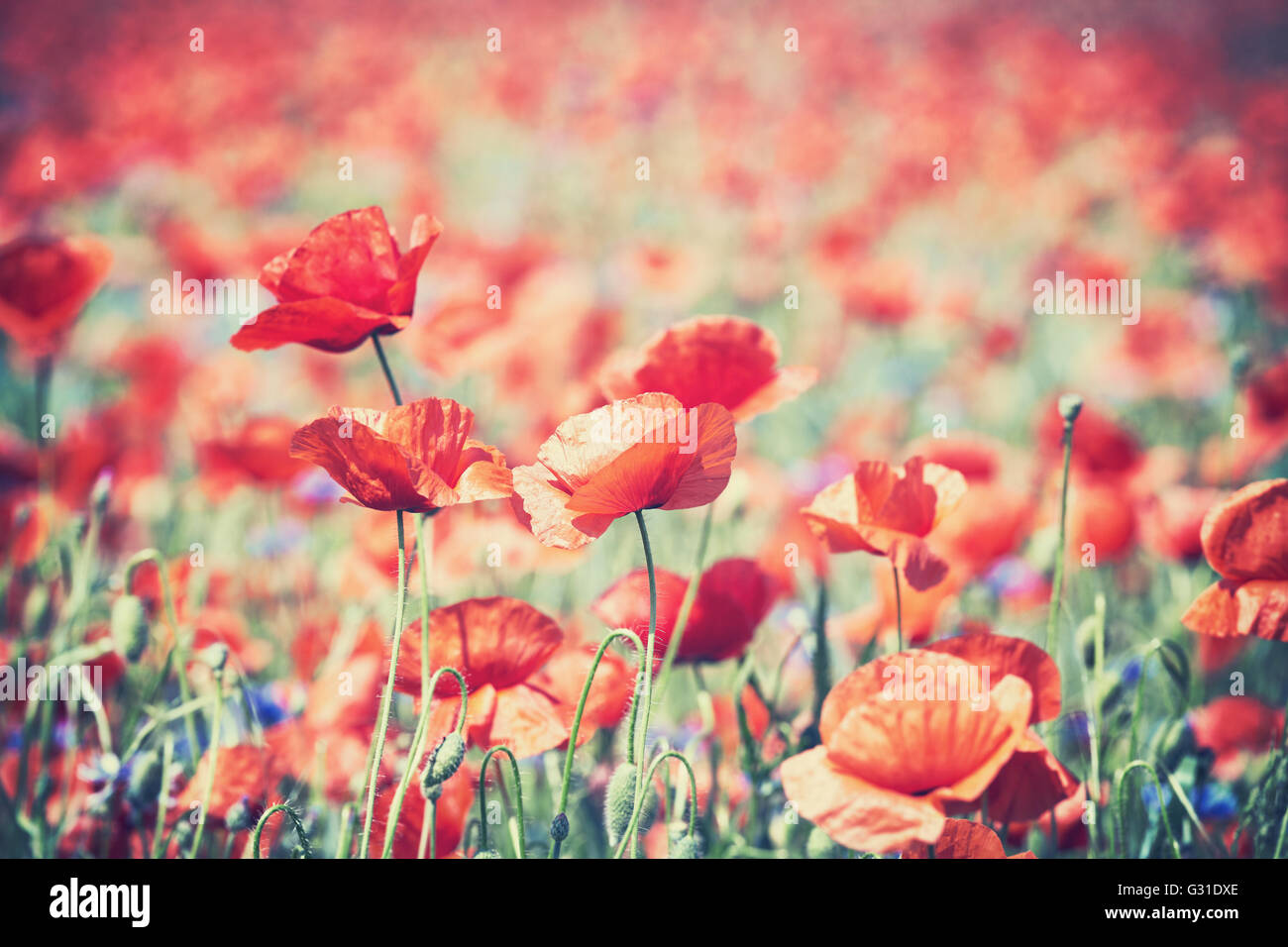 Vintage toned poppy flowers, shallow depth of field, natural artistic background. Stock Photo