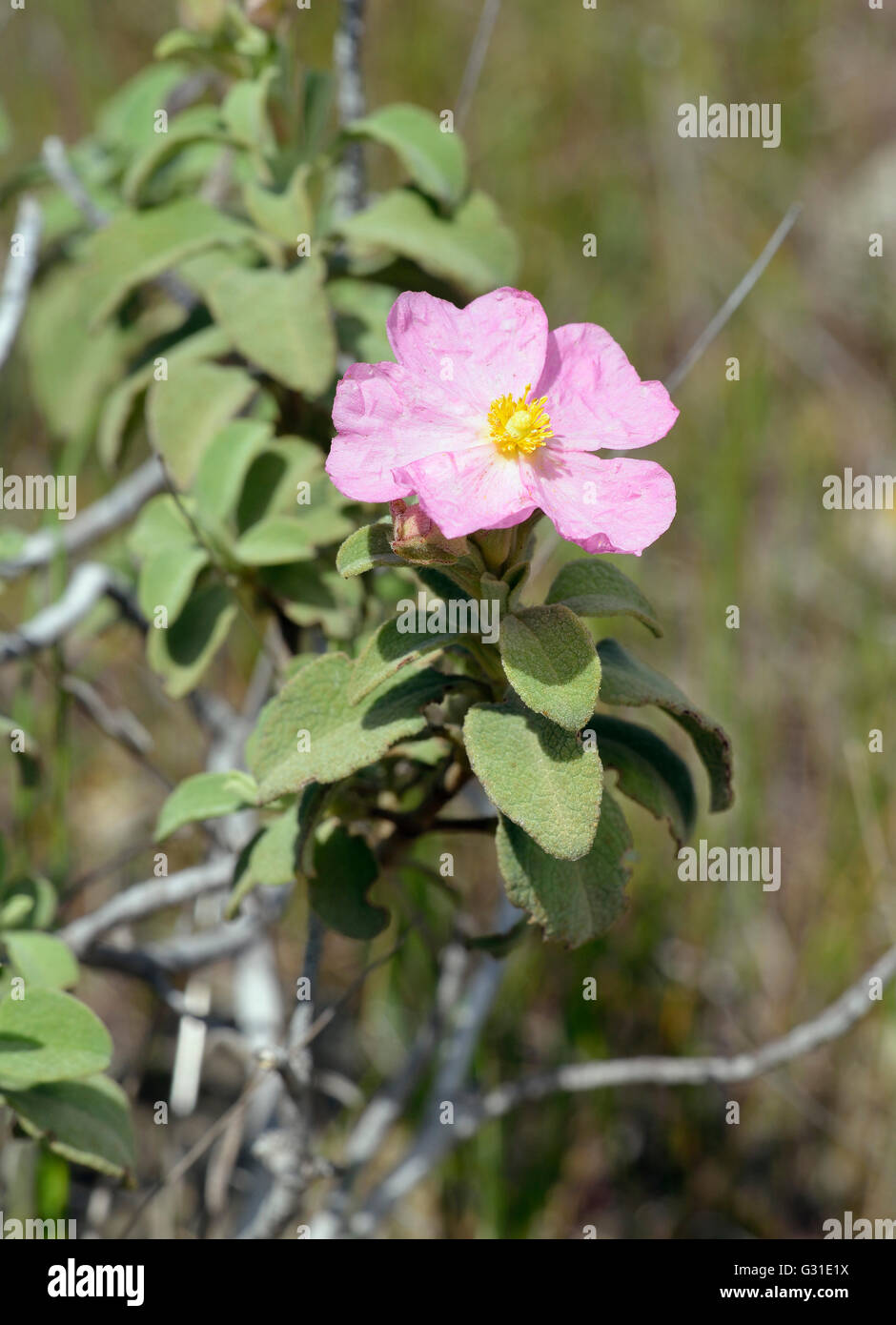 Small-flowered Cistus - Cistus praviflorus Mediterranean Shrub Stock Photo