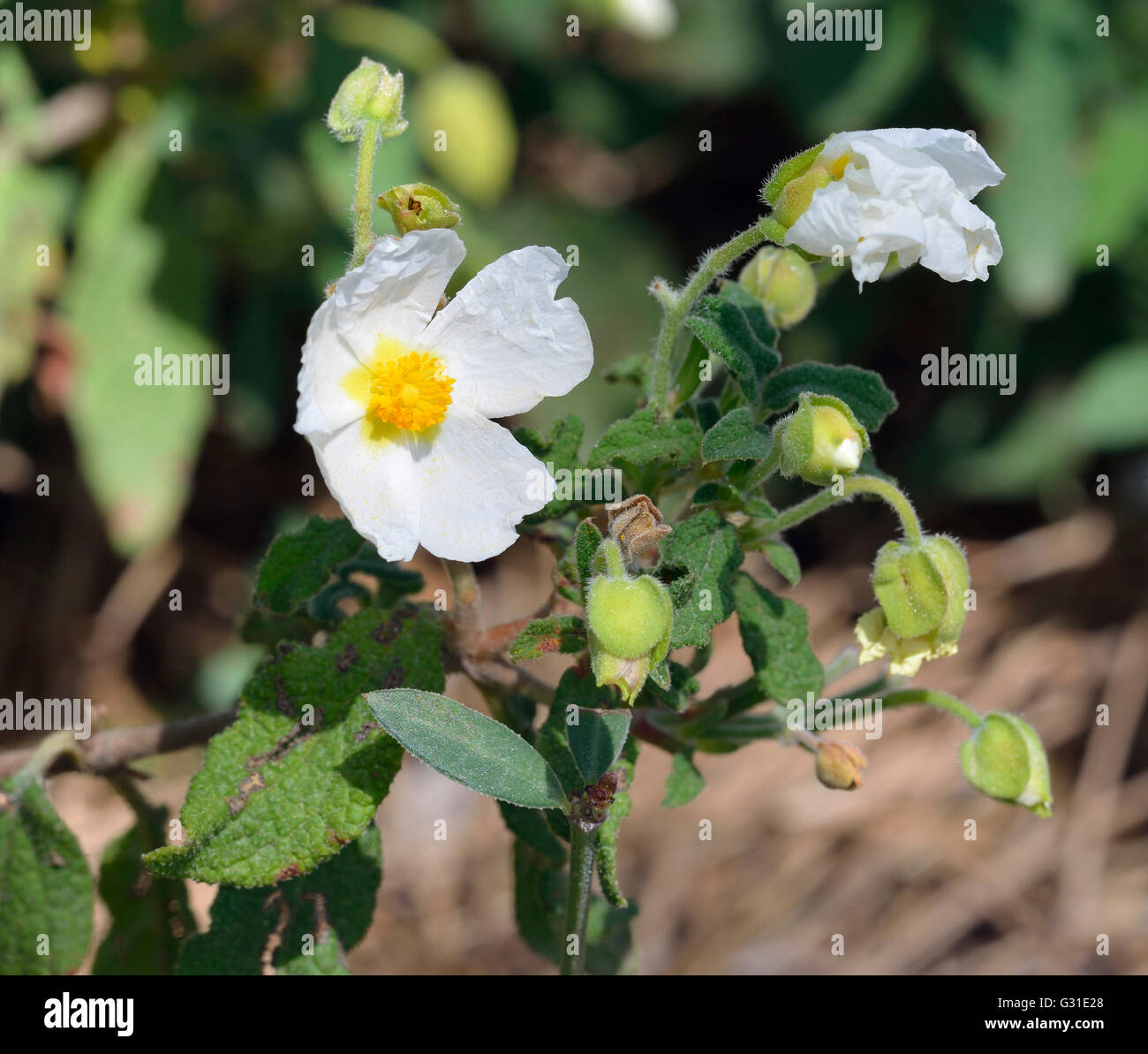Sageleaved Cistus Cistus salvifolius Mediterranean Shrub from Cyprus Stock Photo Alamy