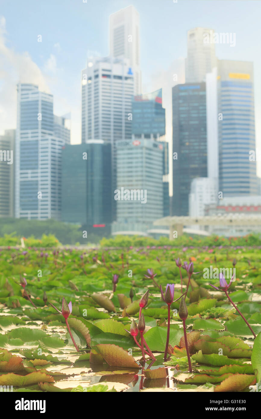 Floating water garden full of lilies near ArtScience Museum in center