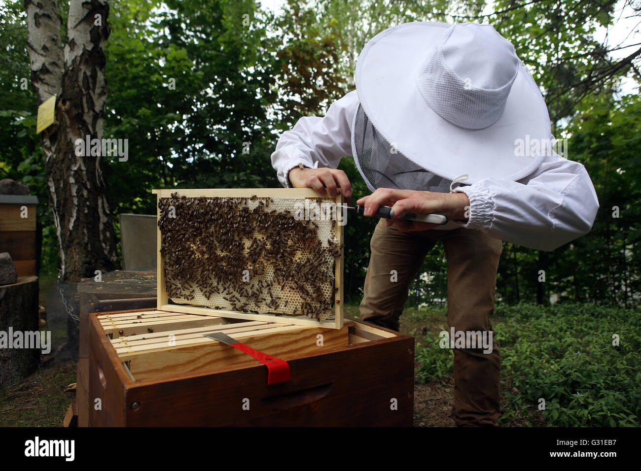 Beekeepers repaired a brood comb hires stock photography and images