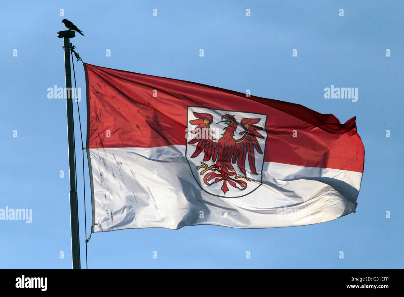 Red flag bird hi-res stock photography and images - Alamy