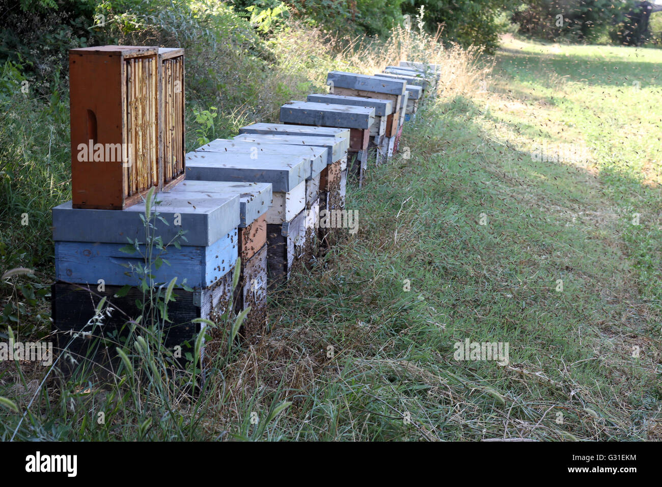Castel Giorgio, Italy, hives stand on the edge of a meadow Stock Photo