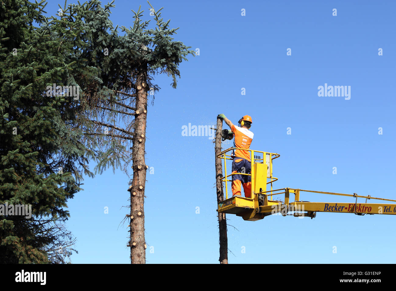 Magdeburg, Germany, lumberjacks cut by one aerial work platform of a tree trunk Stock Photo