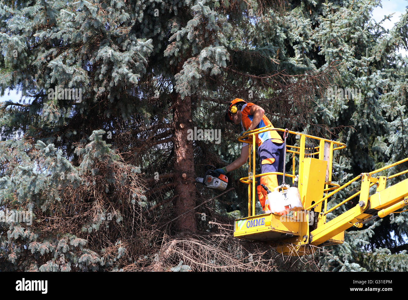 Magdeburg, Germany, lumberjacks cut by one aerial work platform of a large Christmas tree Stock Photo